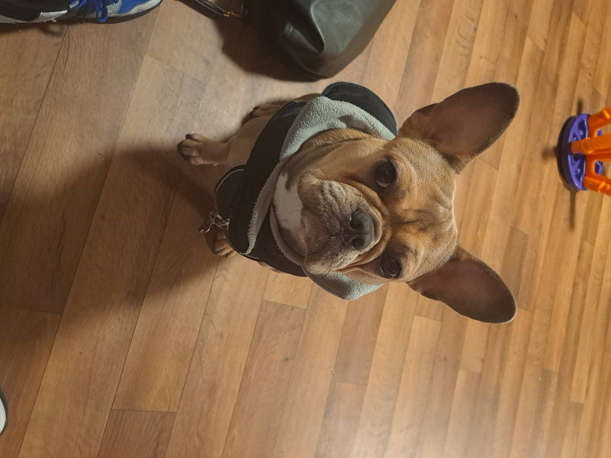 Daisy is registered to the contest to win money with this photo: brown, carnivore, collar, comfort, companion_dog, dog, dog_breed, dog_collar, fawn, floor, flooring, hardwood, laminate_flooring, pet_supply, snout, toy_dog, wood, wood_stain, working_animal, wrinkle
