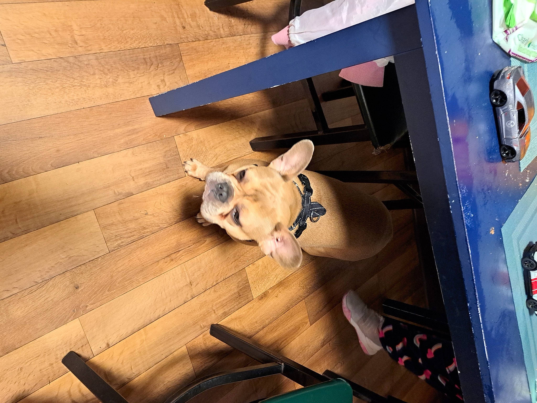 Daisy joined the competition — help win amazing prizes! automotive_lighting, canidae, carnivore, companion_dog, dog_breed, eyewear, fawn, flooring, hardwood, plywood, room, sporting_group, stuffed_toy, toy, trunk, vehicle_door, wood, wood_flooring, wood_stain, working_animal