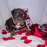 Tank is registered to the contest to win money with this photo: puppy, dog, bulldog, blue_eyes, pet, rose_petals, valentine_decor, red_ribbon, white_blanket, gift_bag, plate, close_up, cute, wrinkled_face, brown_coat, paws, sitting, studio_shot, indoor, heart_pattern