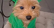 Pika a rejoint le concours — aidez-le/la à gagner de superbes lots ! adorable, animal_clothing, brown_dog, canine, chair, companion, costume, cushion, cute, dog, domestic_animal, floor, frog_ears, furry, green_hoodie, indoor, looking_up, pet, small_dog, tile_floor