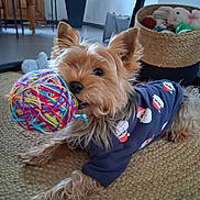 Pika participe au concours pour gagner de l'argent avec cette photo : ball_of_yarn, basket, clothing, cozy, cute, dog, festive_shirt, floor, furniture, home, indoor, pet, playful, plush_toys, rug, santa_pattern, small_dog, toy, wooden_table, yorkshire_terrier