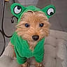 Pika a rejoint le concours — aidez-le/la à gagner de superbes lots ! adorable, animal, chair, clothing, costume, cushion, cute, dog, ears, face, frog, funny, fur, green, indoors, looking_up, pet, portrait, small_dog, tile_floor