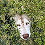 Amé participe au concours pour gagner de l'argent avec cette photo : dog, animal, face, greenery, plants, foliage, outdoor, nature, camouflage, curious, brown_eyes, nose, snout, bush, leaf, flora, pet, canine, closeup, wildlife
