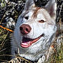 Amé participe au concours pour gagner de l'argent avec cette photo : dog, husky, smiling, outdoor, grass, nature, pet, animal, happy, canine, sunlight, portrait, muzzle, fur, ears, tongue, teeth, closeup, greenery, rocks