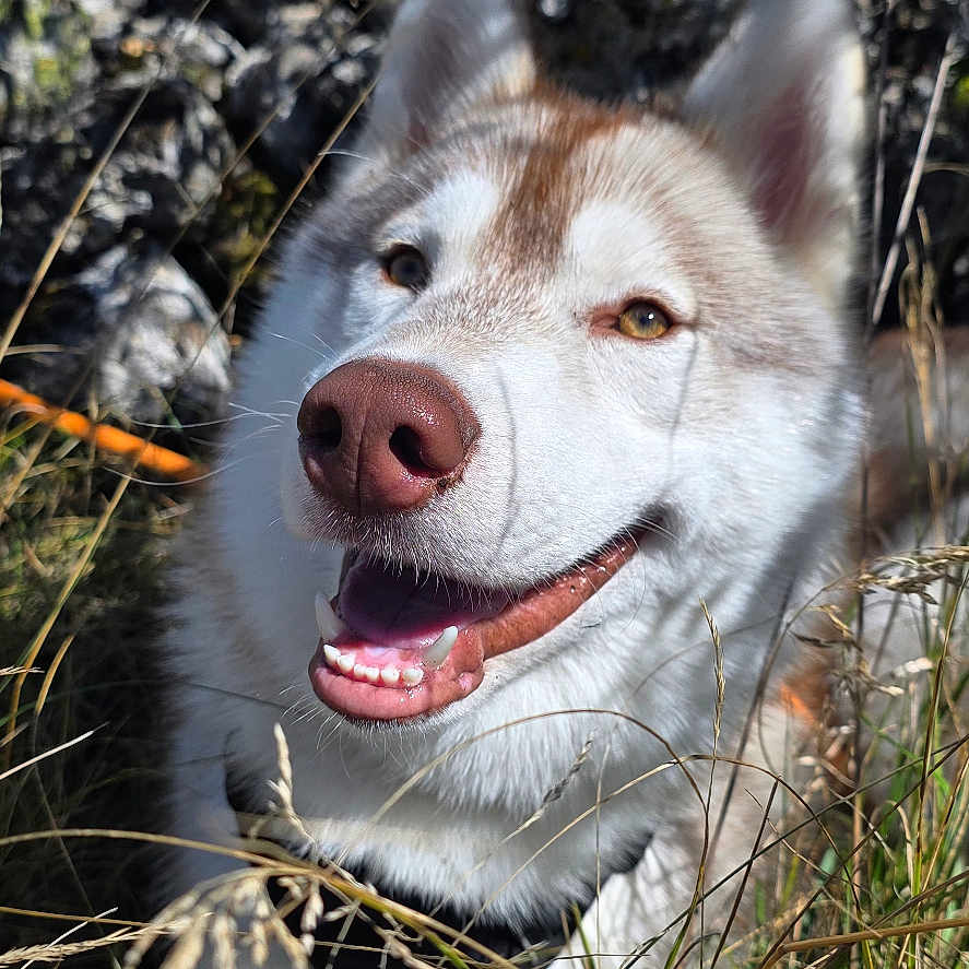 Amé participe au concours pour gagner de l'argent avec cette photo : animal, canine, closeup, dog, ears, fur, grass, greenery, happy, husky, muzzle, nature, outdoor, pet, portrait, rocks, smiling, sunlight, teeth, tongue