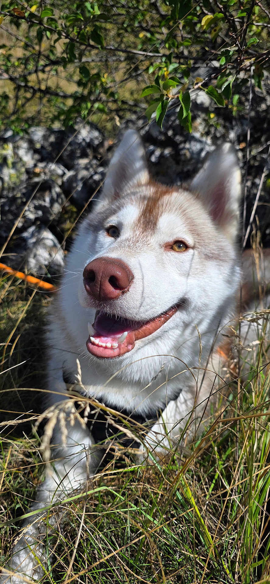 Amé participe au concours pour gagner de l'argent avec cette photo : dog, husky, smiling, outdoor, grass, nature, pet, animal, happy, canine, sunlight, portrait, muzzle, fur, ears, tongue, teeth, closeup, greenery, rocks