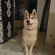 Amé participe au concours pour gagner de l'argent avec cette photo : dog, siberian_husky, indoor, floor, tile, tongue_out, pet, animal, cute, playful, fur, ears, nose, collar, shadow, home, refrigerator, decor, wall, light