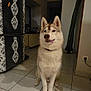 dog, siberian_husky, indoor, floor, tile, tongue_out, pet, animal, cute, playful, fur, ears, nose, collar, shadow, home, refrigerator, decor, wall, light