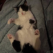 Leo joined the competition — help win amazing prizes! cat, black_and_white, sleeping, paw, quilt, bed, pet, feline, cute, resting, cozy, indoor, animal, whiskers, pink_nose, soft, fur, relaxed, lying_down, nap_time