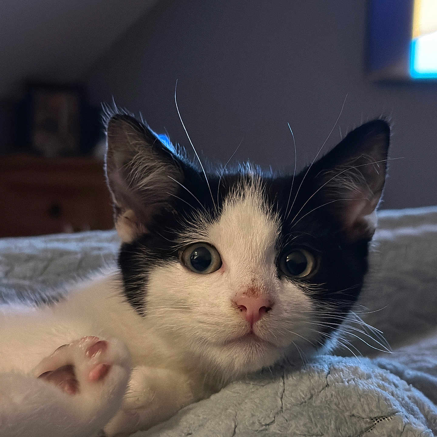 Leo is registered to the contest to win money with this photo: animal, bed, black_and_white, blanket, cat, closeup, curious, cute, feline, fur, indoor, kitten, paw, pet, pink_paw_pads, portrait, relaxed, soft_texture, whiskers, young