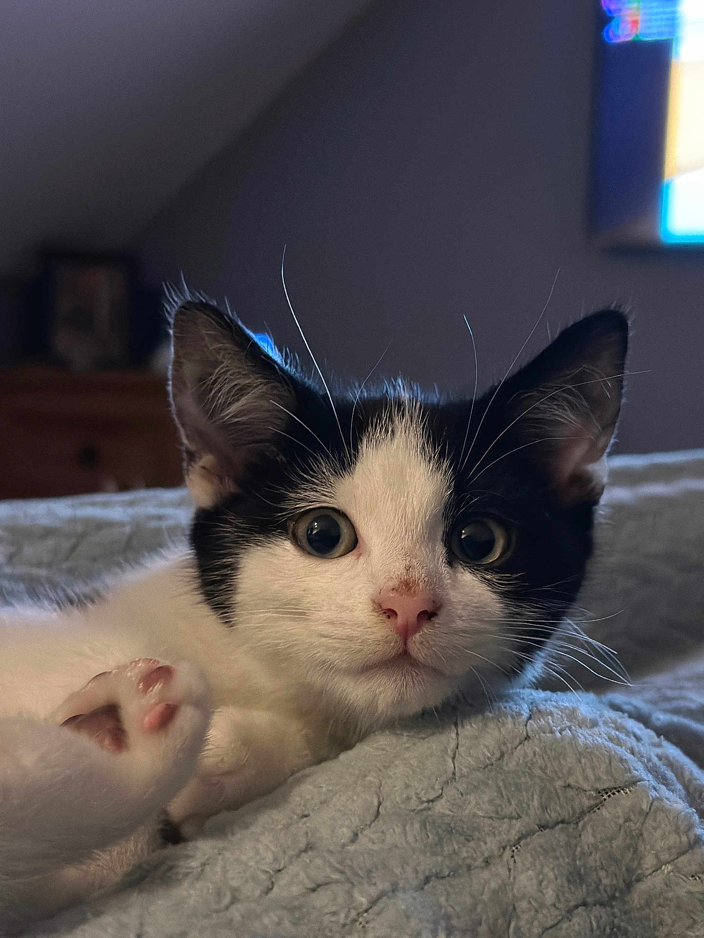 Leo is registered to the contest to win money with this photo: kitten, cat, black_and_white, paw, pink_paw_pads, whiskers, bed, blanket, indoor, pet, cute, fur, animal, closeup, portrait, soft_texture, curious, young, relaxed, feline