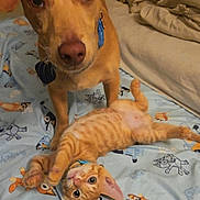 Garfield joined the competition — help win amazing prizes! animal, bed, blanket, cat, collar, companion, cozy, curious, cute, dog, domestic, furry, indoor, kitten, looking_up, orange_tabby, pet, playful, resting, young
