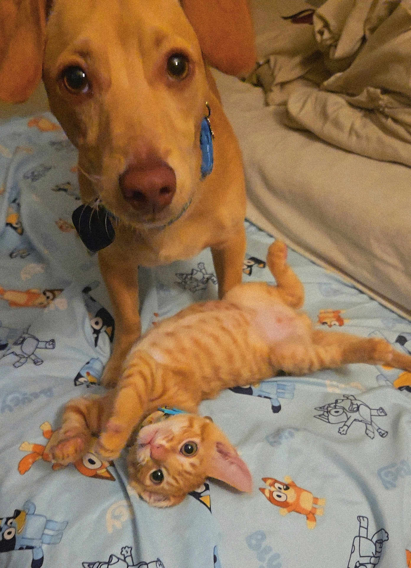 Garfield