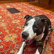 Trouble joined the competition — help win amazing prizes! dog, black_and_white, carpet, red, patterned, floor, wooden_floor, indoor, leash, pet, canine, happy, relaxed, panting, close_up, animal, domestic, fur, collar, room