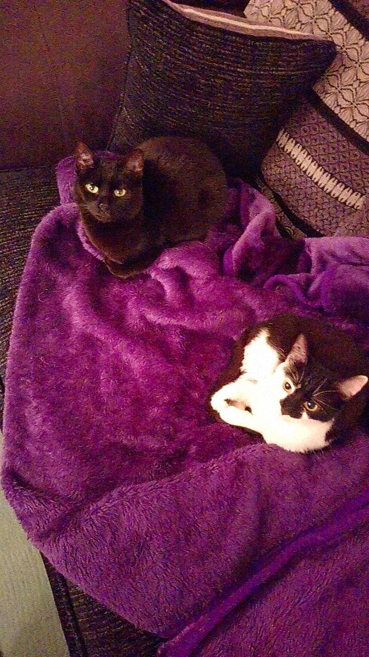 Marian joined the competition — help win amazing prizes! blanket, bombay, carnivore, cat, comfort, companion_dog, domestic_short_haired_cat, fawn, felidae, fur, linens, magenta, pattern, pink, purple, small_to_medium_sized_cats, tail, textile, violet, whiskers