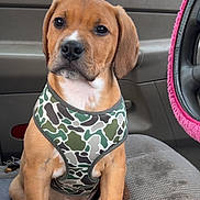 Zaza joined the competition — help win amazing prizes! dog, puppy, harness, camouflage_pattern, car_interior, car_seat, steering_wheel, pink_steering_wheel_cover, paws, brown_fur, white_marking, seat_fabric, window, rear_view_mirror, dashboard, portrait, sitting, close_up, cute_expression, young