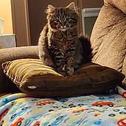 Luca is registered to the contest to win money with this photo: cat, tabby, fluffy, cushion, blanket, car_pattern, striped, furniture, living_room, cozy, indoor, pet, animal, brown, orange, black, seated, soft, comfort, relaxed