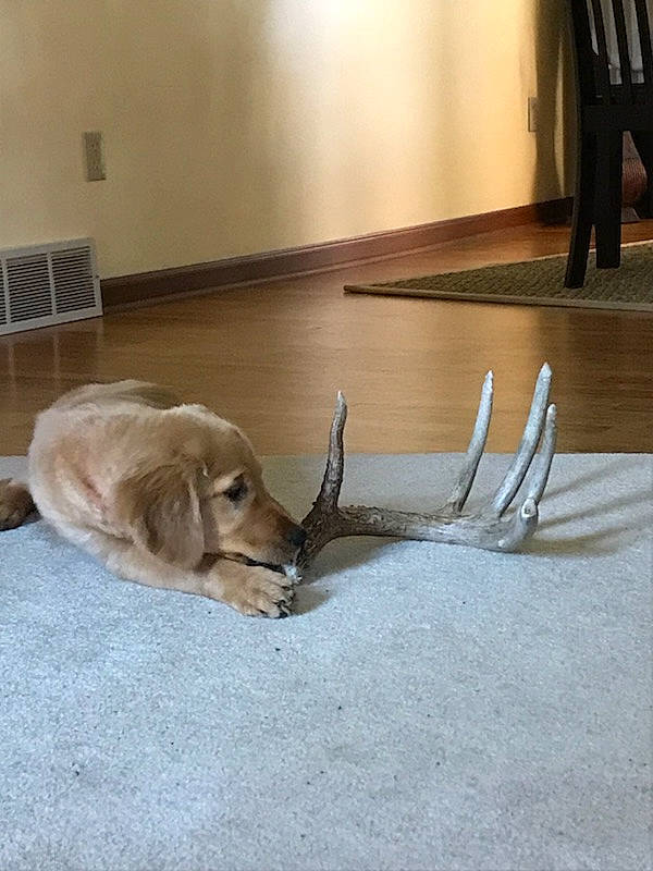 Lola is registered to the contest to win money with this photo: art, canidae, carnivore, chair, companion_dog, dog, dog_breed, fawn, floor, flooring, fur, hardwood, plywood, room, sporting_group, table, tail, wood, wood_flooring, working_animal