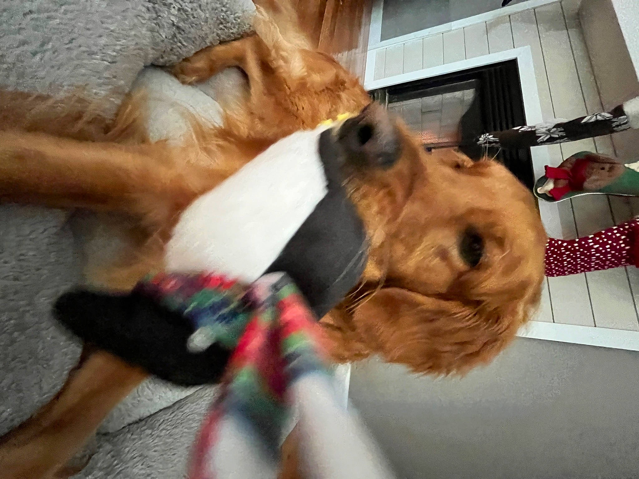 Lola is registered to the contest to win money with this photo: canidae, carnivore, collar, companion_dog, dog, dog_breed, dog_collar, dog_supply, ear, eyewear, fawn, fur, guard_dog, leash, liver, pet_supply, snout, sporting_group, whiskers, working_animal