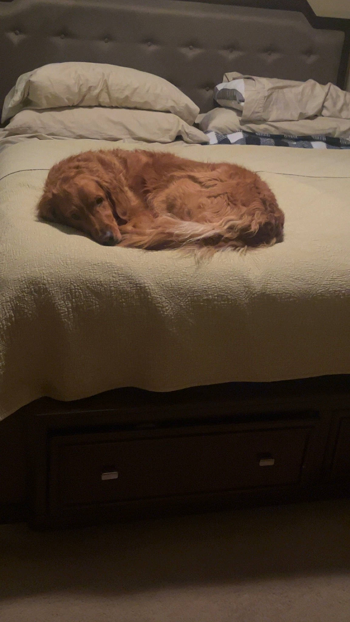 Lola is registered to the contest to win money with this photo: bed_sheet, bedding, bedroom, brown, cat, comfort, companion_dog, domestic_short_haired_cat, duvet, felidae, flooring, fur, grey, hardwood, linens, room, small_to_medium_sized_cats, terrestrial_animal, whiskers, wood