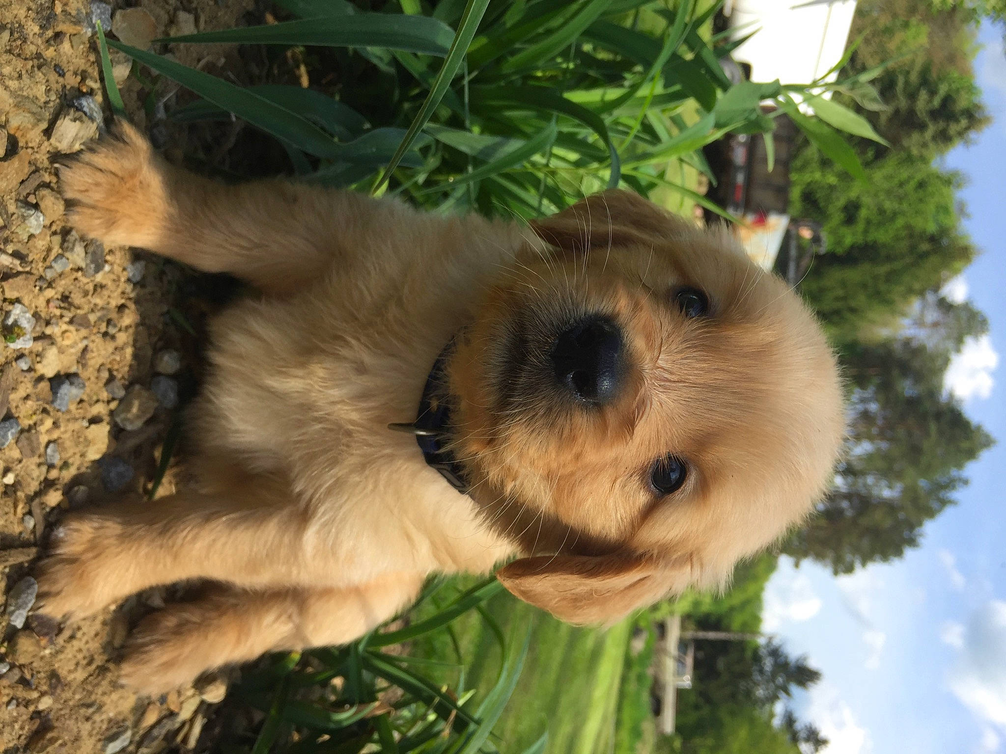 Lola joined the competition — help win amazing prizes! canidae, carnivore, cloud, companion_dog, dog, dog_breed, fawn, fur, grass, hoary_marmot, palm_tree, plant, puppy, sky, snout, soil, sporting_group, terrestrial_animal, tree, working_animal