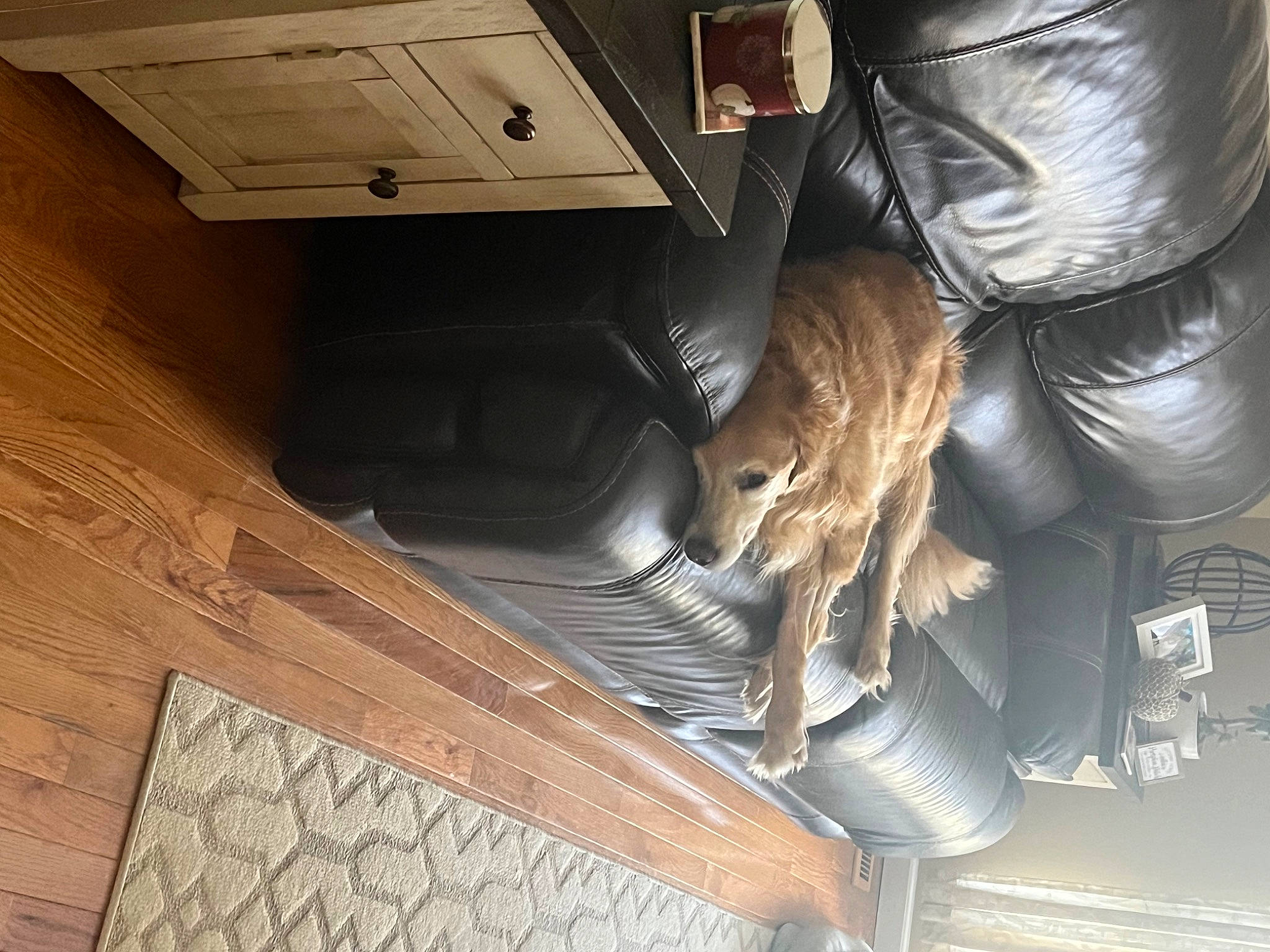 Mazzi is registered to the contest to win money with this photo: auto_part, automotive_exterior, automotive_lighting, automotive_tire, automotive_wheel_system, brown, bumper, cabinetry, floor, flooring, hardwood, mammal, metal, plywood, room, varnish, vehicle, vehicle_door, wood, wood_stain