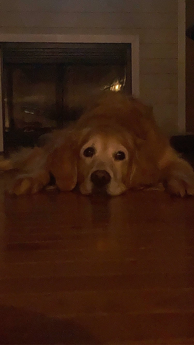 Mazzi is registered to the contest to win money with this photo: ball, canidae, carnivore, comfort, companion_dog, dog, dog_breed, fawn, floor, flooring, fur, hardwood, snout, sporting_group, tail, terrestrial_animal, whiskers, wood, wood_flooring, working_animal