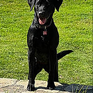 Jessie joined the competition — help win amazing prizes! animal, black_dog, canine, collar, cute, daylight, dog, ears, friendly, grass, happy, muzzle, nature, outdoor, pet, sitting, stone_path, sunlight, tail, tongue_out