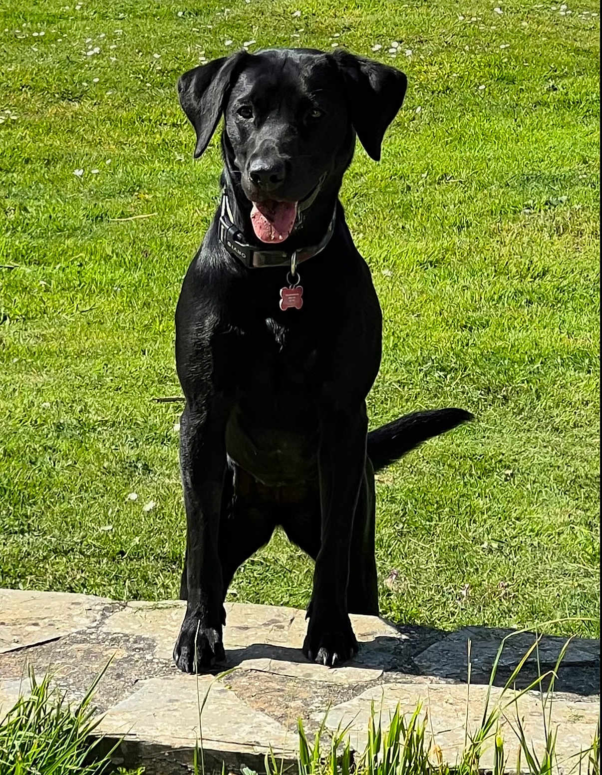 Jessie