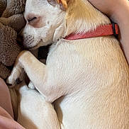 Chypie participe au concours pour gagner de l'argent avec cette photo : dog, chihuahua, sleeping, curled_up, blanket, human_hand, collar, paw, fur, cozy, indoor, couch, pet, closeup, small_dog, resting, snout, ear, pink_sheet, nap