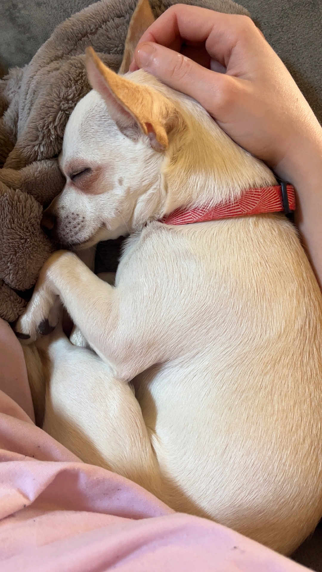 Chypie participe au concours pour gagner de l'argent avec cette photo : dog, chihuahua, sleeping, curled_up, blanket, human_hand, collar, paw, fur, cozy, indoor, couch, pet, closeup, small_dog, resting, snout, ear, pink_sheet, nap