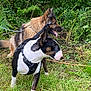 Vani a rejoint le concours — aidez-le/la à gagner de superbes lots ! dog, outdoor, grass, greenery, leash, harness, animal, pet, nature, canine, fur, tongue, alert, side_view, two_dogs, forest, plants, walk, summer, daylight