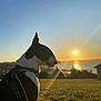 dog, sunset, outdoor, grass, harness, black_and_white, silhouette, sea, sky, nature, calm, peaceful, evening, landscape, sun, leash, animal, pet, coast, scenic