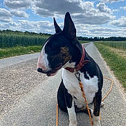 Vani participe au concours pour gagner de l'argent avec cette photo : bull_terrier, dog, leash, road, clouds, sky, grass, field, outdoor, pet, animal, sitting, collar, nature, daytime, canine, quiet, rural, landscape, paw