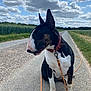 bull_terrier, dog, leash, road, clouds, sky, grass, field, outdoor, pet, animal, sitting, collar, nature, daytime, canine, quiet, rural, landscape, paw