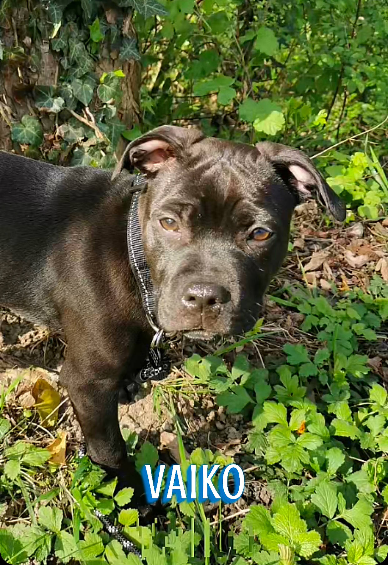 Vaiko a rejoint le concours — aidez-le/la à gagner de superbes lots ! carnivore, companion_dog, dog, dog_breed, fawn, garden, grass, groundcover, herb, landscape, liver, natural_landscape, plant, shrub, soil, sporting_group, terrestrial_animal, terrestrial_plant, tree, working_animal