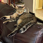 Harley is registered to the contest to win money with this photo: cat, tabby_cat, leather_couch, indoor, lamp, home_decor, relaxed, feline, pet, striped_fur, tail, paws, whiskers, yellow_eyes, furniture, cozy, living_room, resting, domestic_animal, calm