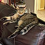 cat, tabby_cat, leather_couch, indoor, lamp, home_decor, relaxed, feline, pet, striped_fur, tail, paws, whiskers, yellow_eyes, furniture, cozy, living_room, resting, domestic_animal, calm