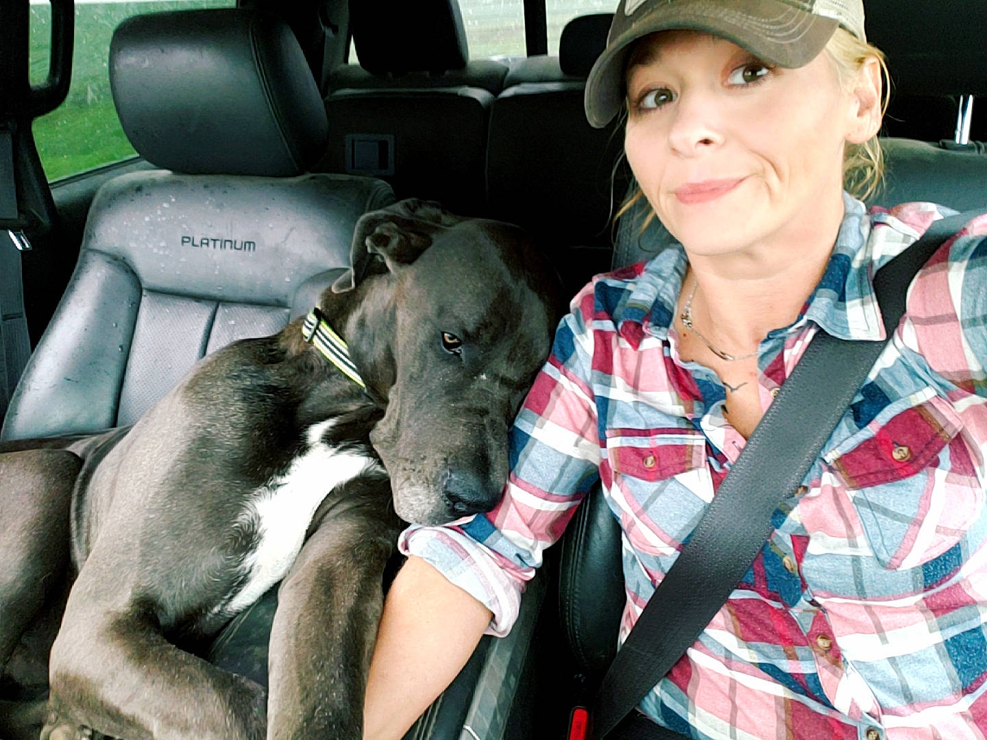 Briggs joined the competition — help win amazing prizes! canidae, car_seat, carnivore, companion_dog, dog, dog_breed, fawn, non_sporting_group, person, seat_belt, sporting_group, weimaraner