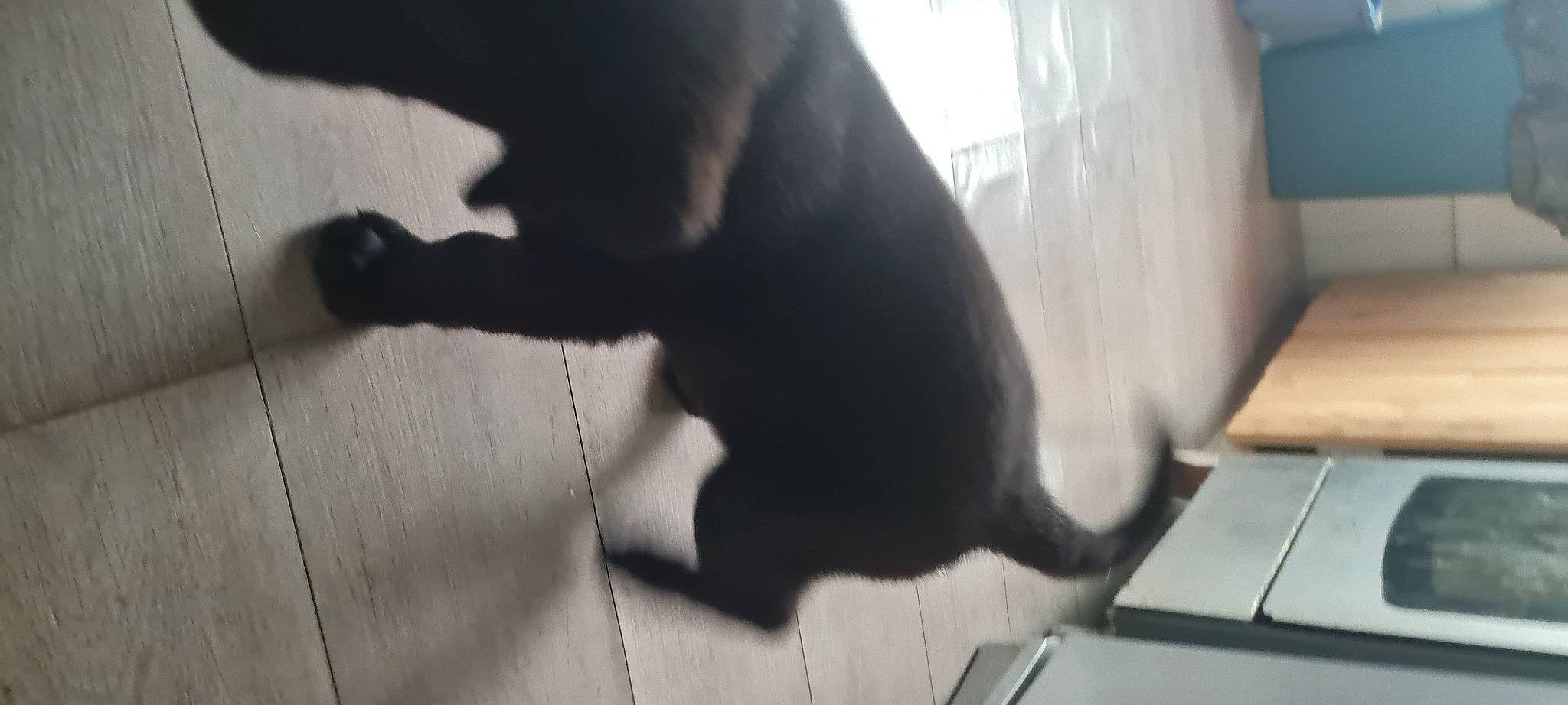 Rio a rejoint le concours — aidez-le/la à gagner de superbes lots ! carnivore, companion_dog, dog_breed, felidae, floor, flooring, foot, gesture, hardwood, human_leg, laptop, monochrome, monochrome_photography, shadow, small_to_medium_sized_cats, snout, sporting_group, tail, tints_and_shades, wood