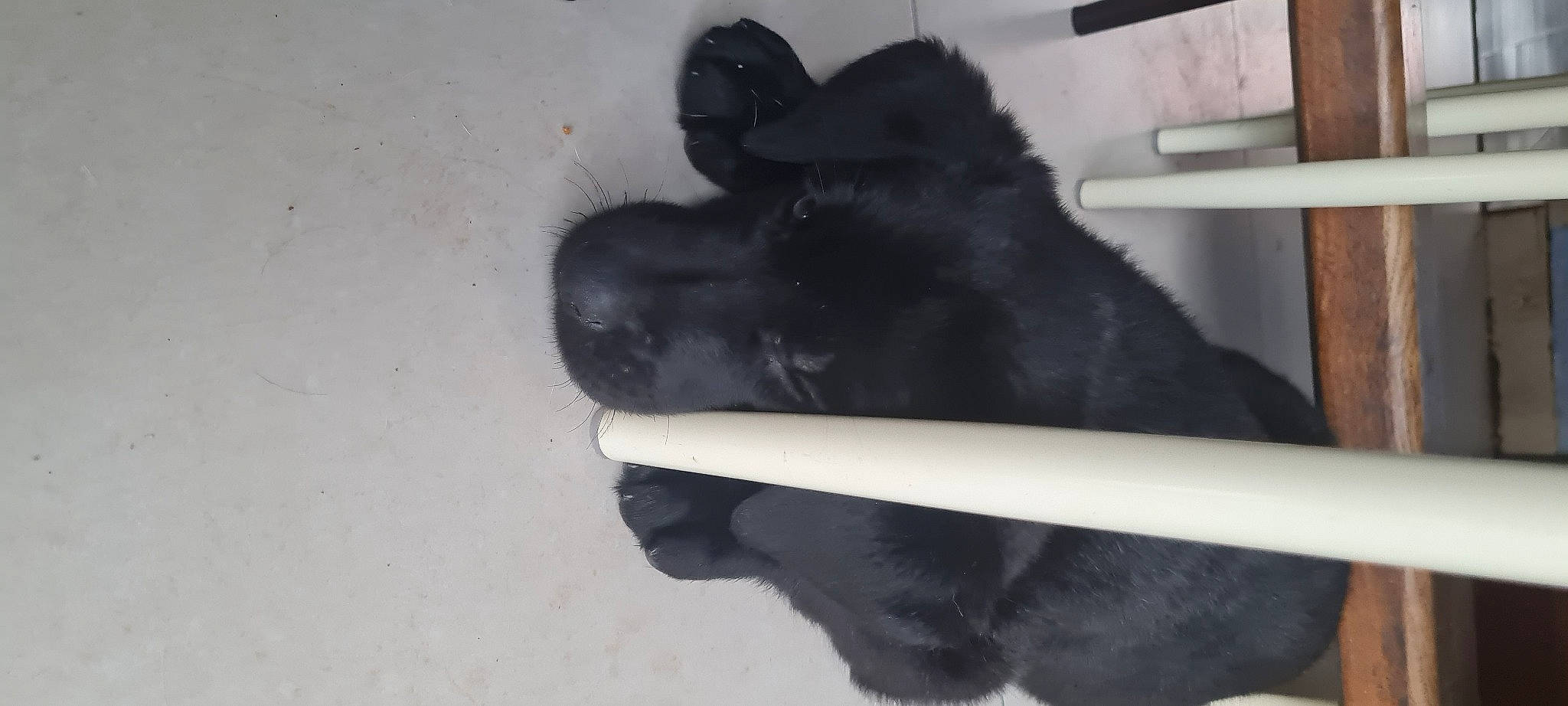 Rio participe au concours pour gagner de l'argent avec cette photo : black_cat, bombay, canidae, carnivore, claw, companion_dog, dog_breed, domestic_short_haired_cat, felidae, foot, fur, gesture, paw, puppy, small_to_medium_sized_cats, sporting_group, tail, terrestrial_animal, whiskers, working_animal