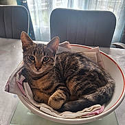 Simba a rejoint le concours — aidez-le/la à gagner de superbes lots ! animal, bowl, cat, cloth, cozy, curtains, domestic, ears, feline, fur, indoor, pet, relaxed, resting, striped, tabby, table, tail, whiskers, window