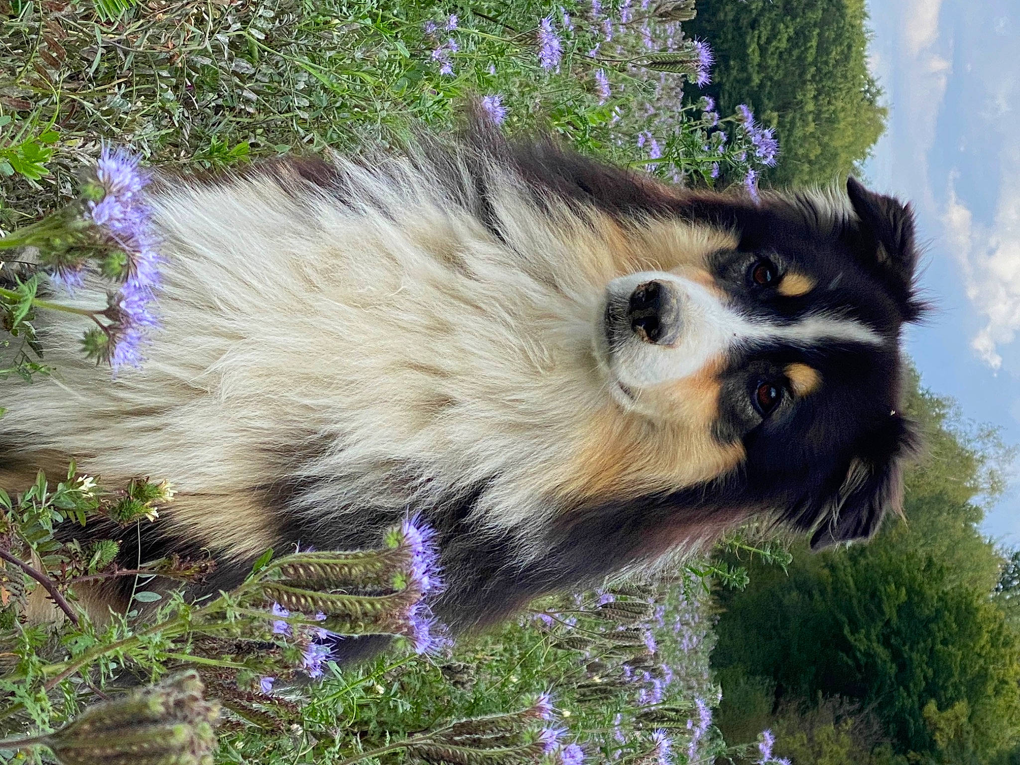 Lixy a rejoint le concours — aidez-le/la à gagner de superbes lots ! blue, canidae, carnivore, cloud, dog_breed, fawn, flower, fur, grass, plant, procyonidae, red_panda, sky, snout, spring, terrestrial_animal, tree, virginia_opossum, whiskers, window