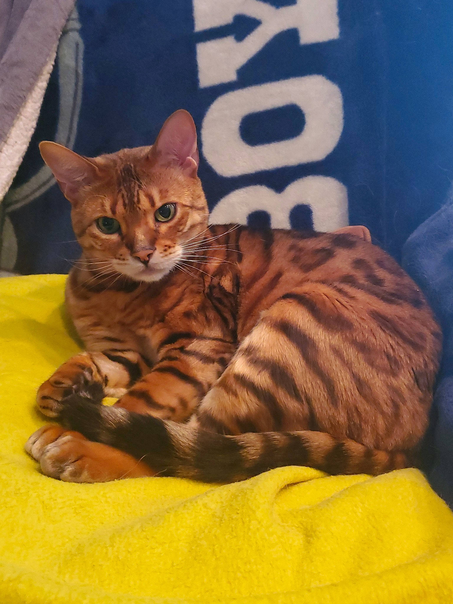 Big Papa joined the competition — help win amazing prizes! brown, carnivore, cat, cat_supply, claw, comfort, domestic_short_haired_cat, fawn, felidae, fur, mammal, paw, pet_supply, sitting, small_to_medium_sized_cats, snout, tail, terrestrial_animal, whiskers, wildlife