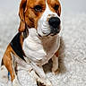 animal, beagle, black, brown, canine, closeup, cozy, dog, ears, expression, fur, indoor, looking_away, paws, pet, portrait, sitting, soft_texture, white, white_blanket