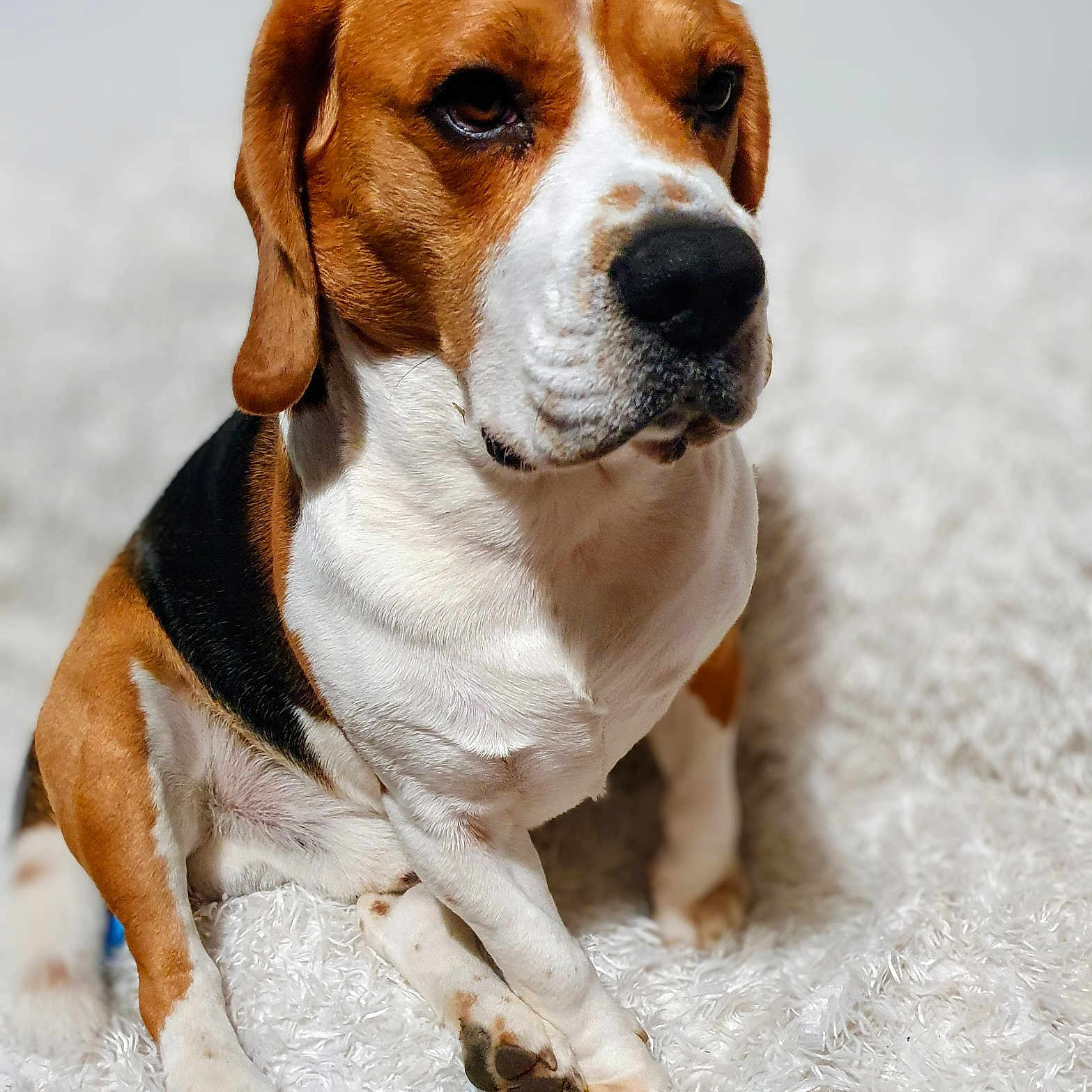 Soleil participe au concours pour gagner de l'argent avec cette photo : beagle, dog, pet, animal, canine, sitting, white_blanket, fur, ears, paws, closeup, portrait, indoor, cozy, expression, looking_away, brown, black, white, soft_texture