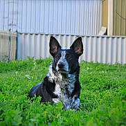 Manny is registered to the contest to win money with this photo: dog, black_and_white, grass, field, outdoor, pet, animal, fence, building, greenery, nature, ears, alert, sitting, fur, portrait, canine, daylight, watchful, yard