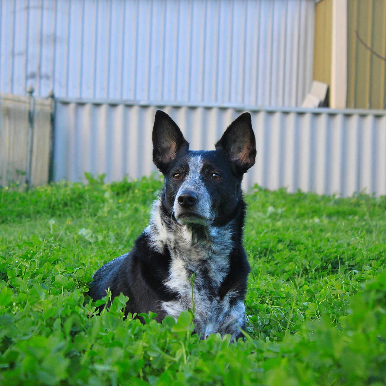Manny is registered to the contest to win money with this photo: dog, black_and_white, grass, field, outdoor, pet, animal, fence, building, greenery, nature, ears, alert, sitting, fur, portrait, canine, daylight, watchful, yard