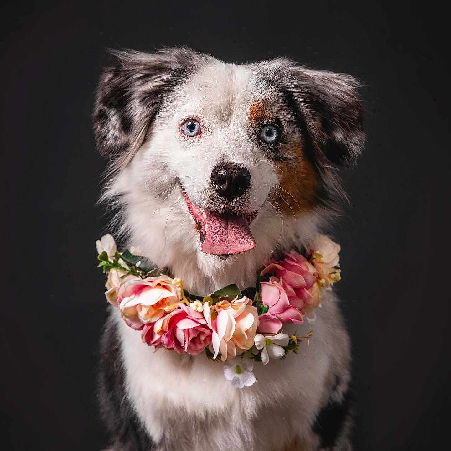 Heart a rejoint le concours — aidez-le/la à gagner de superbes lots ! animal, australian_shepherd, canine, close_up, collar, cute, dark_background, dog, ears, flower_wreath, fluffy, friendly, fur, happy, heterochromia, pet, portrait, smiling, studio, tongue_out