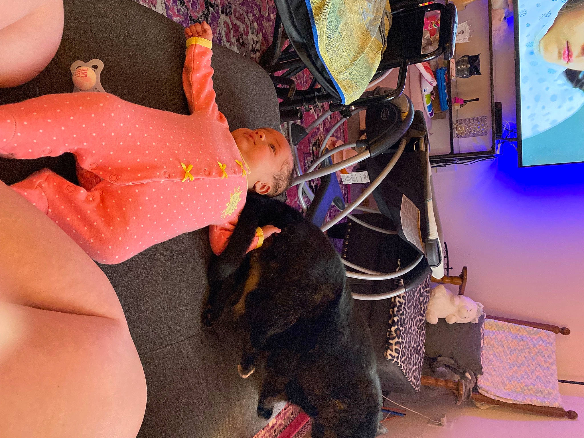 Ryleigh is registered to the contest to win money with this photo: art, artist, bag, dog_breed, event, fashion_accessory, flesh, flooring, fun, guard_dog, human_leg, leash, leisure, luggage_and_bags, magenta, nail, person, purple, room, thigh